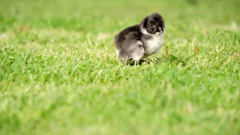 Close up newborn black and white chicken on the grass field on green background