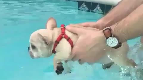 The best swimmer ever