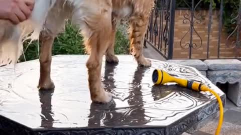 Bathing in the garden