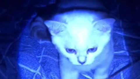 Funny Cat Cleaning Face # shorts