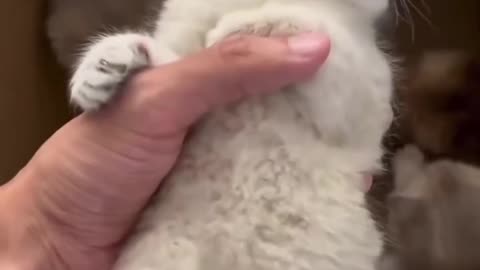 Cutest Cat Contest
