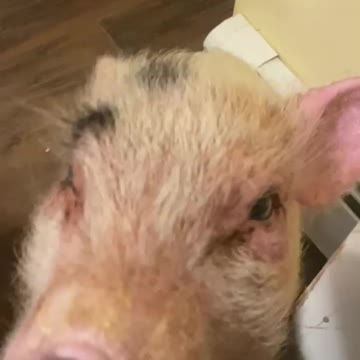 piglet enjoying a treat