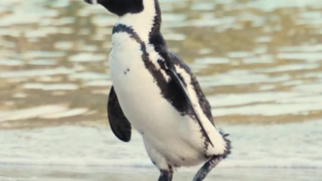 a-penguin-on-the-beach