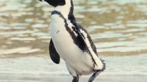 a-penguin-on-the-beach