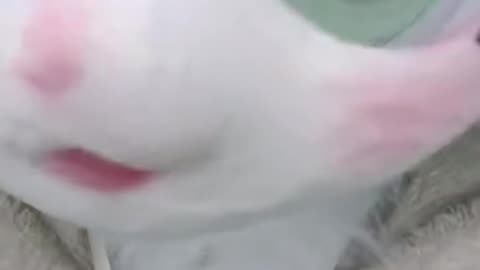 哪里有青草蛋糕