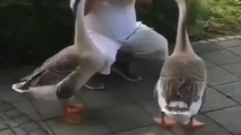 animals