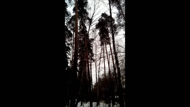 winter Russian forest