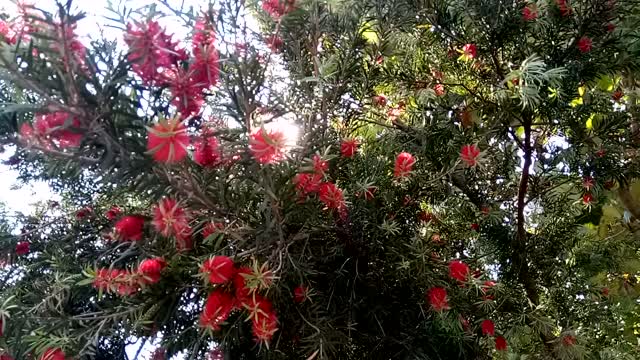 The Red Flower