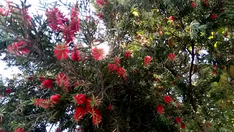 The Red Flower
