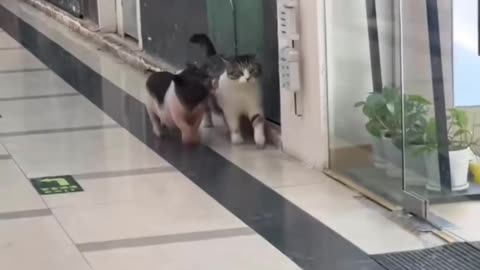Funny and Cute Cats Videos #388