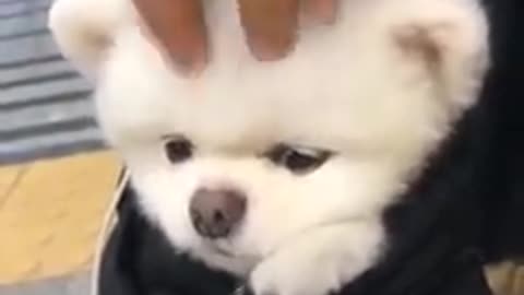 Funny cute dog video