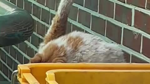 A cat caught scratching itself.