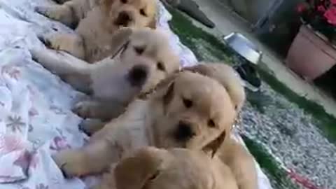 Waking The Puppies Up
