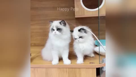 Funniest animals will brighten all your day 😅