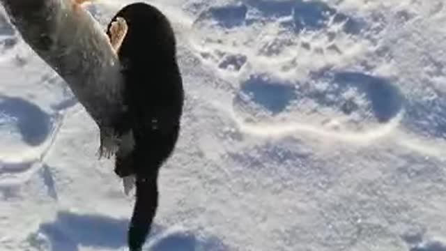 Arrogant black muzzle