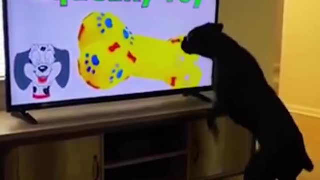 Cat funny video part-49