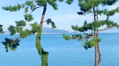 In the sea of tree