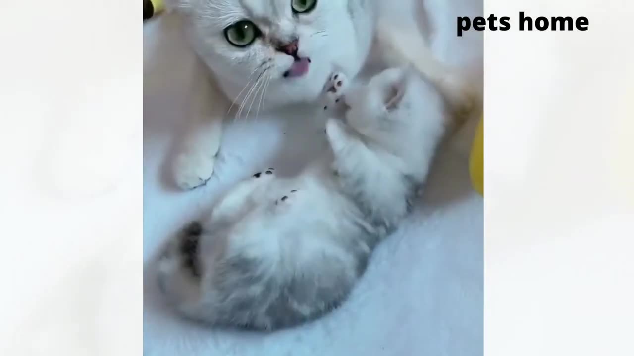 The most funny animal
