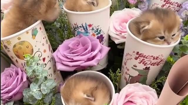 I also hope to receive a bunch of such puppies