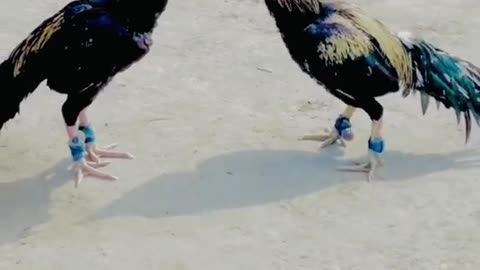 Fight scene