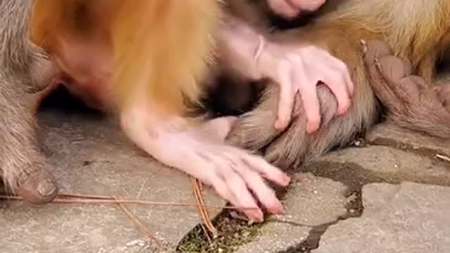 Newesr cute baby monkey pet