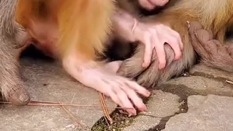 Newesr cute baby monkey pet