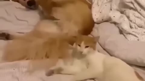Animal Funny 1