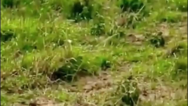 Did you get a good look at the animal that was bitten by the lion?