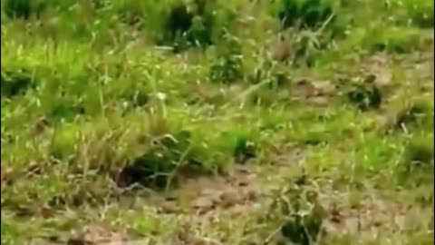 Did you get a good look at the animal that was bitten by the lion?
