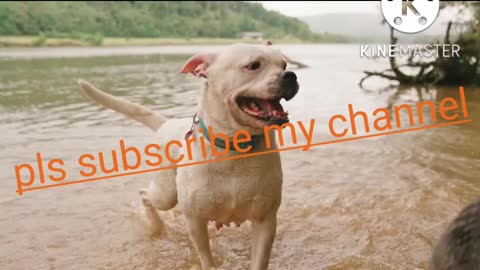 The best and most beautiful dogs video of days this year
