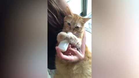 Best Funny Animal Videos Of The 2022