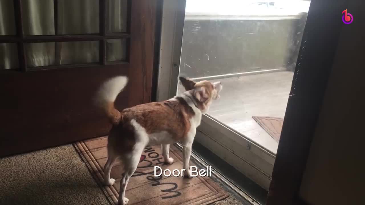 Best Sounds Your Dog Loves - Sounds that attract dogs