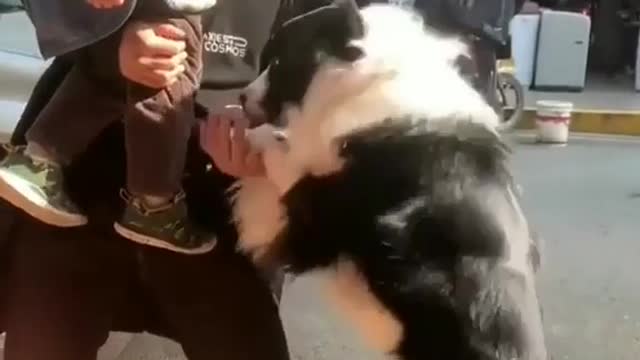 Dog also wants to be pick up