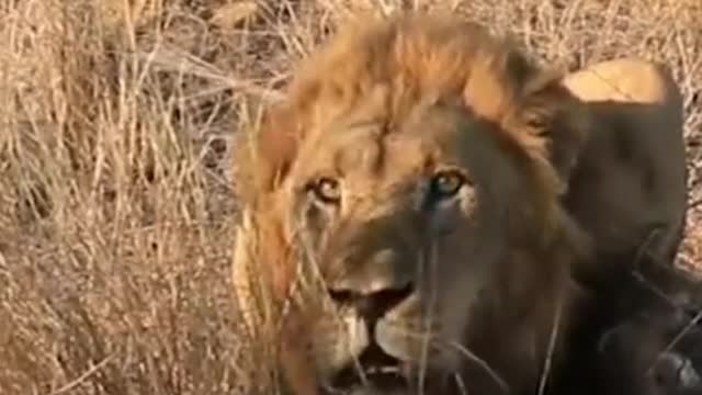 Rare lion sound before atack.