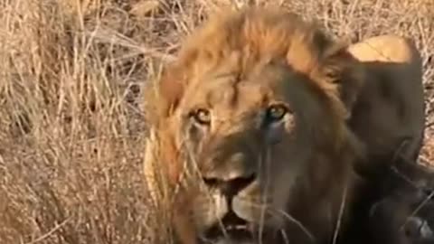 Rare lion sound before atack.