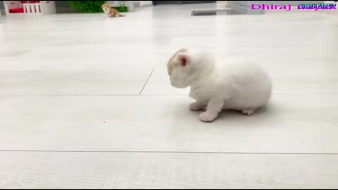 # Cute Cat Funny videos 2022#
