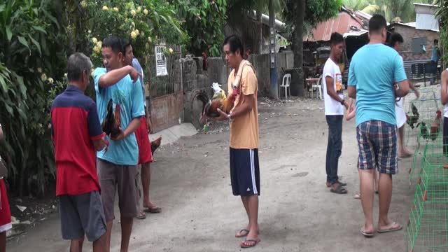 Cock Fight - Tacarong Philippines.