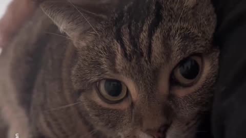 Cat With dad vs With mom
