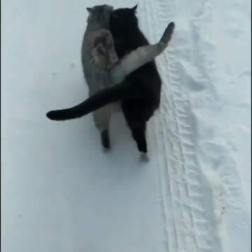 Watch the romance of cats