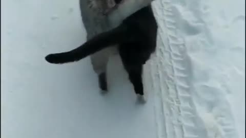 Watch the romance of cats