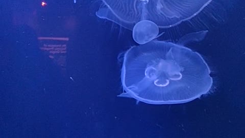 Group of jelly fish swimming underwater slow-motion