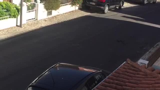 Non-stop barking dogs in Portugal