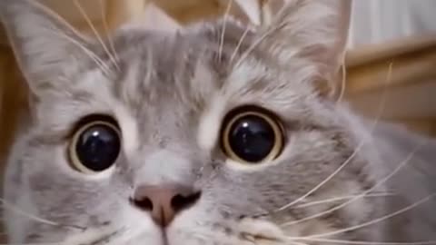 Lovely Cat 1207