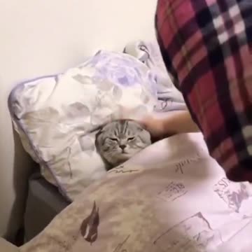 kitten time to go slept