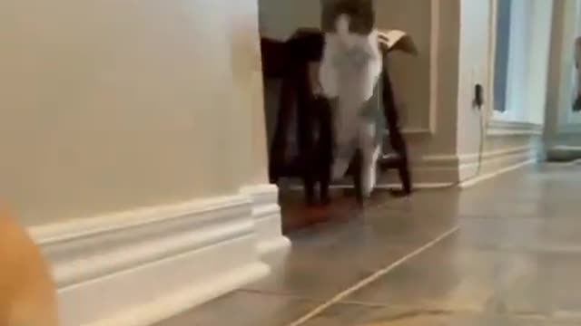 the kitten thinks he is a rabbit .. funny