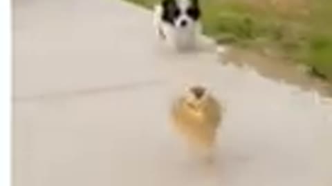 Fanny cat and dog videos fanny animal videos