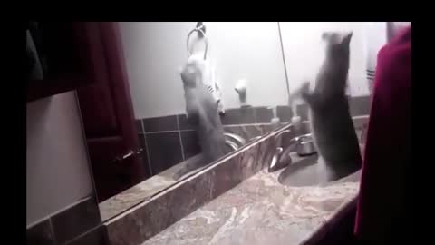 in the event that your cat is John Cena!!! #2 😂 Funny Animals Recordings 😂 2021 (watch till the end)