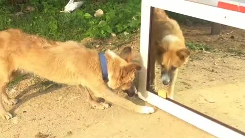 Mirror frank funny scenes of different dogs
