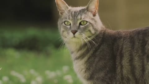 Top 5 cutes cat