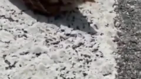 Importance of a drop of water #shorts #viral #shortsvideo #video